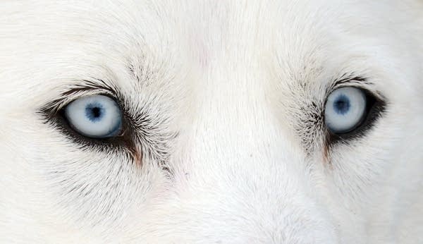 How animals hacked the rainbow and got stumped on blue