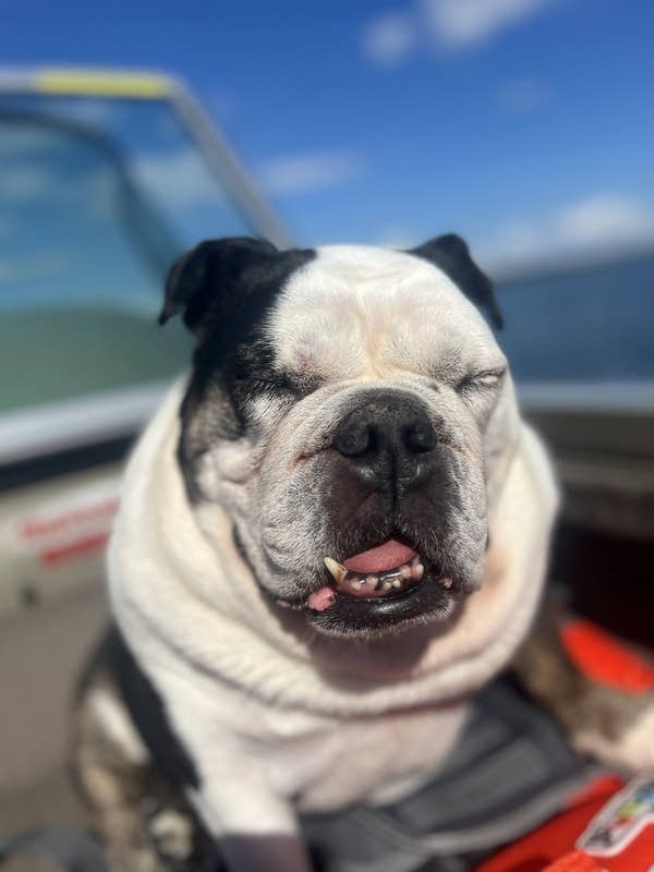 4d9576-20250801-a-bulldog-on-a-boat-1-600 The foggy summer in Minnesota offers health risks to pets