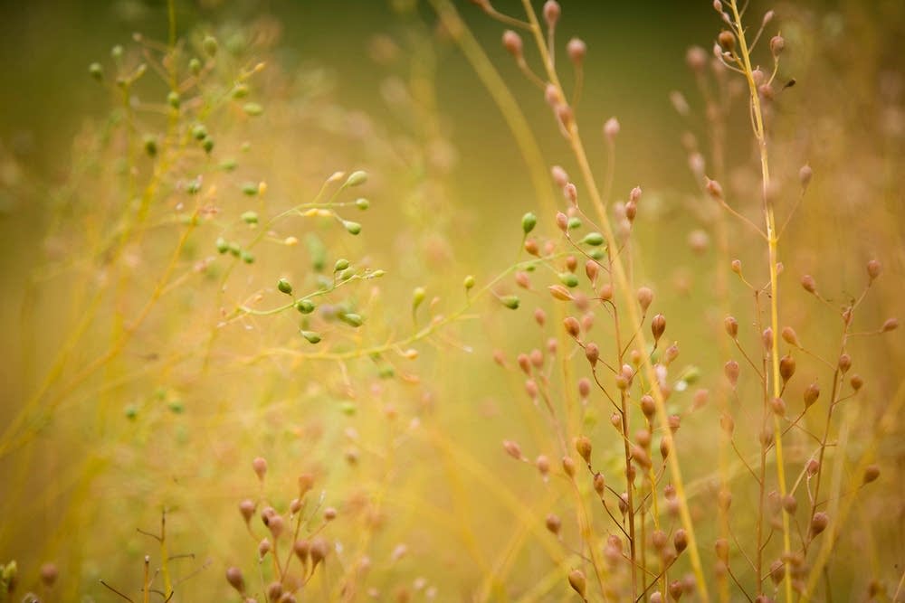 Camelina