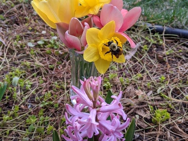 Spring flowers and a bumblebee at the Huttner Weather Lab in 2020.