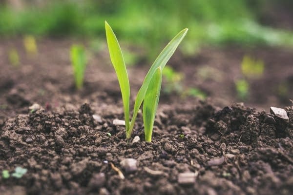 Green plant sprout