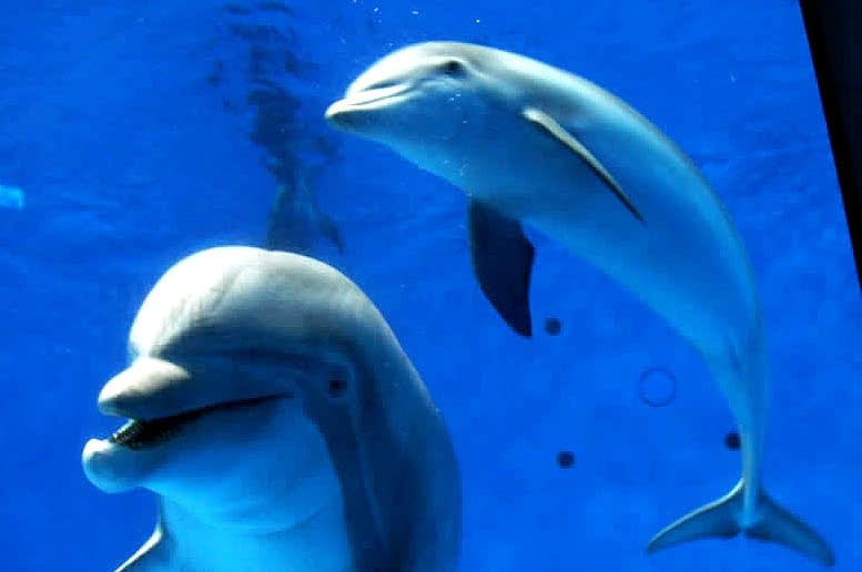 Dolphin calf