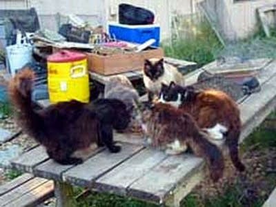 Feral cats