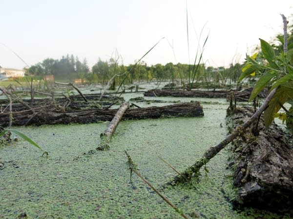 An algae bloom on Lake of the Woods