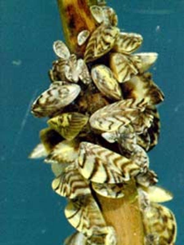 Zebra mussels