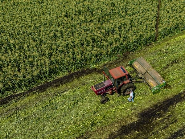 An aerial view shows cornfield 