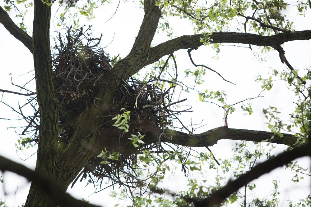 Eagle nest