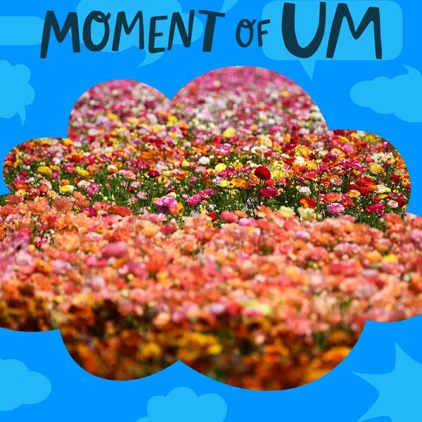 Why do different flowers have different smells? Moment of Um