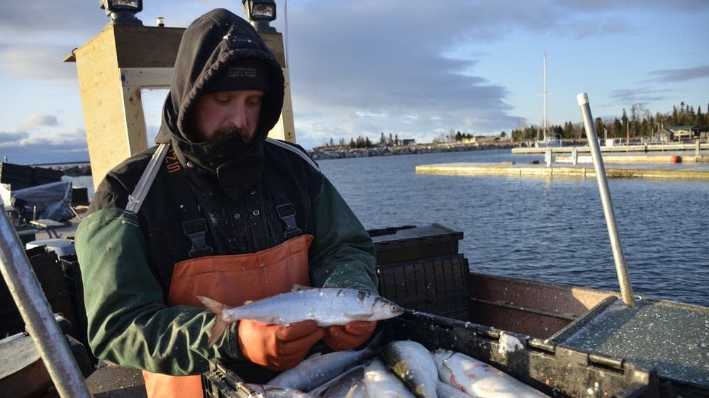 Signs of trouble ahead for Lake Superior's historic lake herring