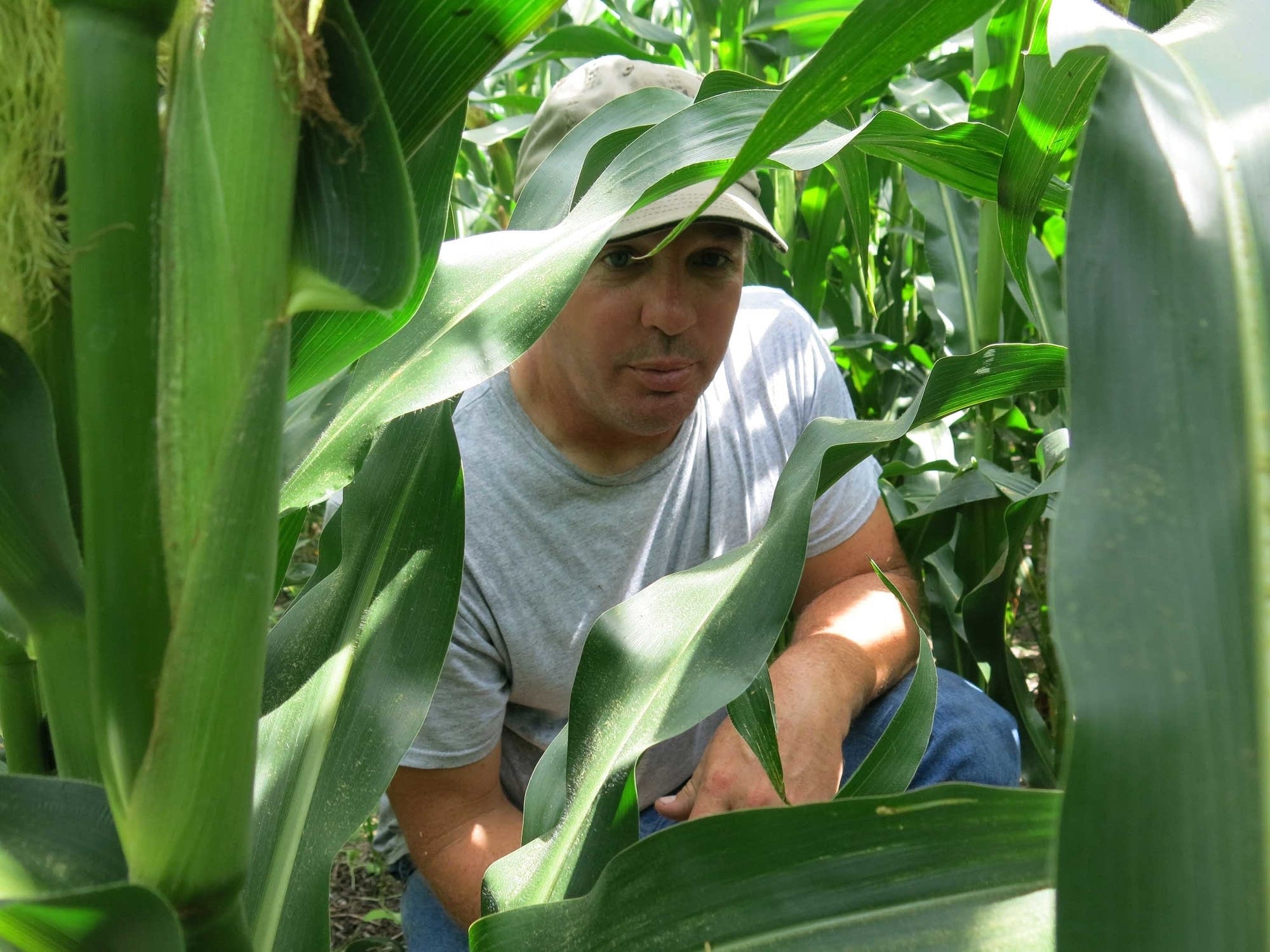 Nick Vinje checks the progress of cover crops