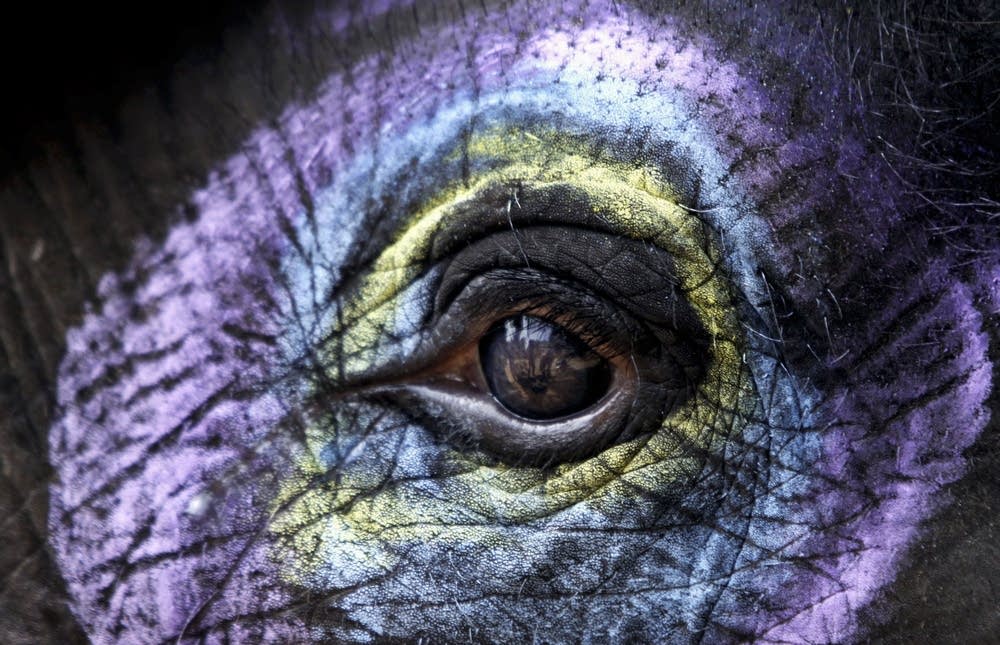 Decorated elephant