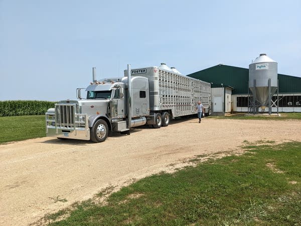 A silver semi truck pulls a livestock trailer on a dirt road.