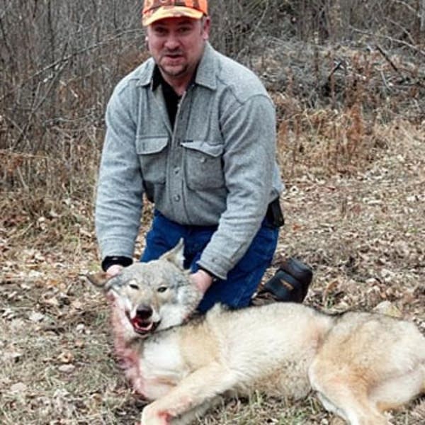 Hunters take to woods for first wolf season