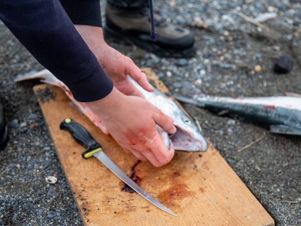 A man cleans a salmon.