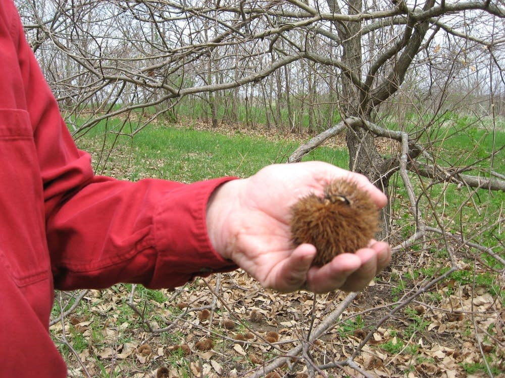 Rutter and Chestnut Burr