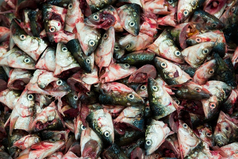 Fish heads