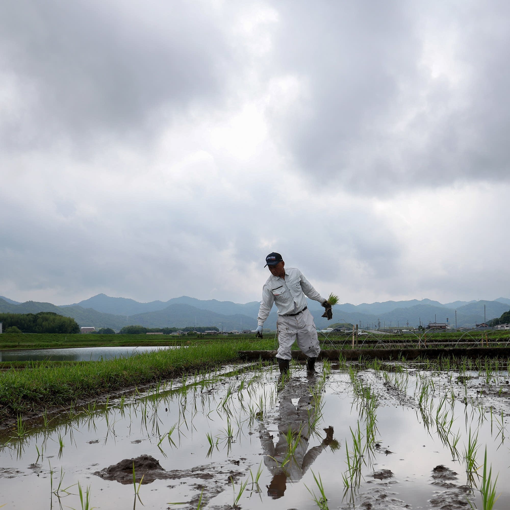 cover of episode Could Japan's rice crisis be easing?