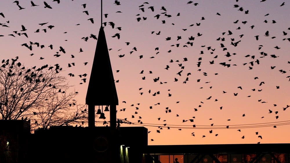 Minnesota Sounds and Voices Ignore 'The Birds,' embrace the crows