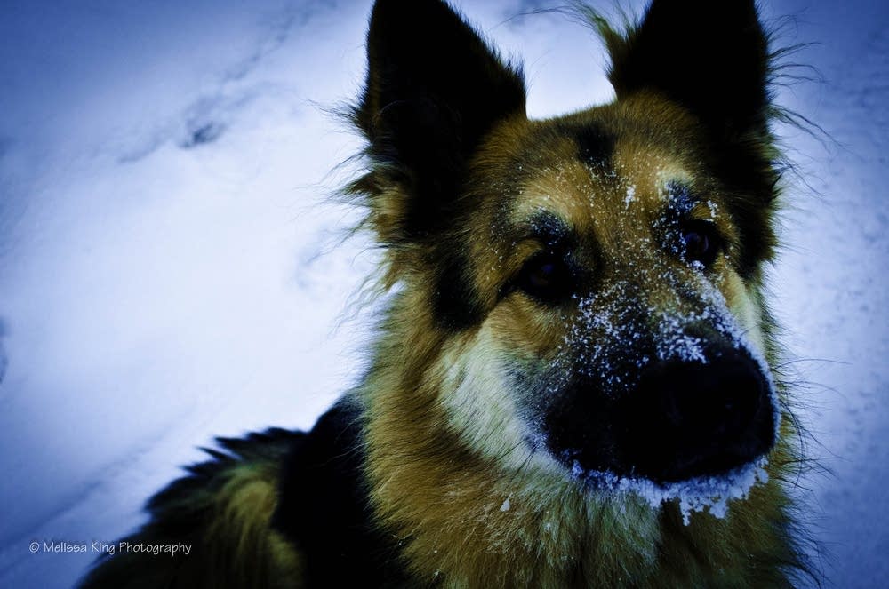 Chet the dog