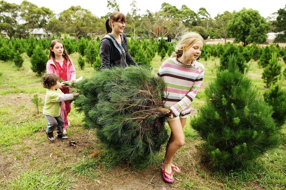 Harvesting a Christmas tree