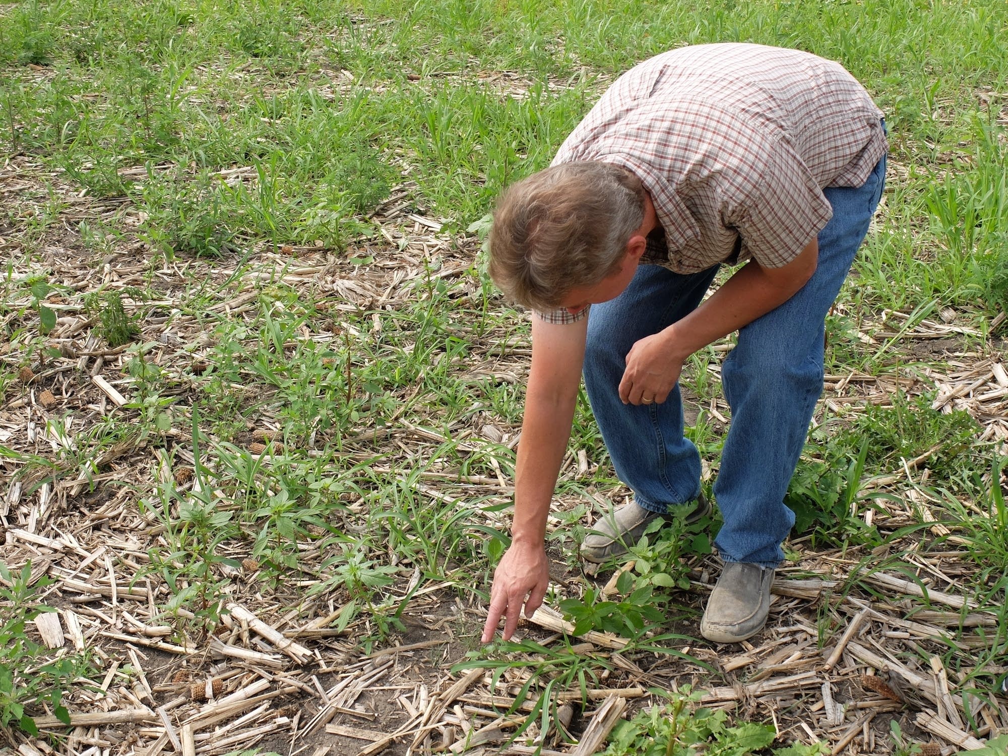 Rob Westby looks for prairie plant seedlings in a cornfield.
