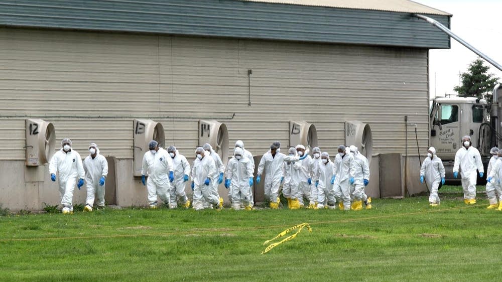 For Minnesota grower, bird flu turns 'little piece of heaven' to hell ...