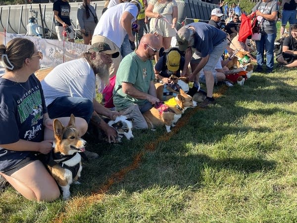 People and dogs line up at the start of a race.