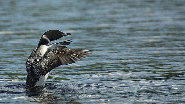 Poster Common loon