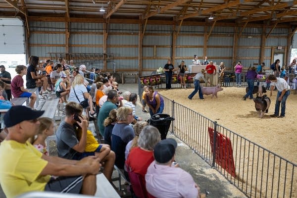 A crowd watches a swine competition
