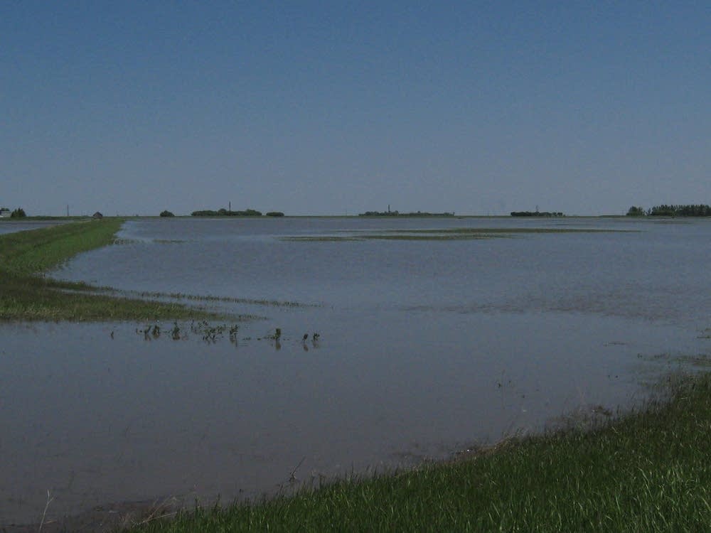 Flooded fields