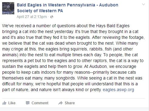 Eagles eat cat as nature loses a few fans