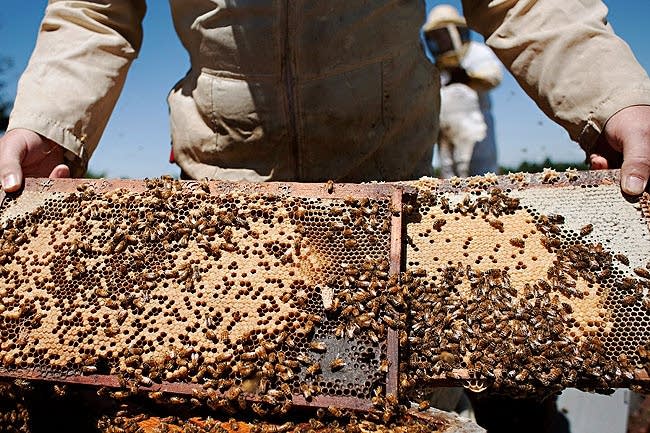 Comparing hives