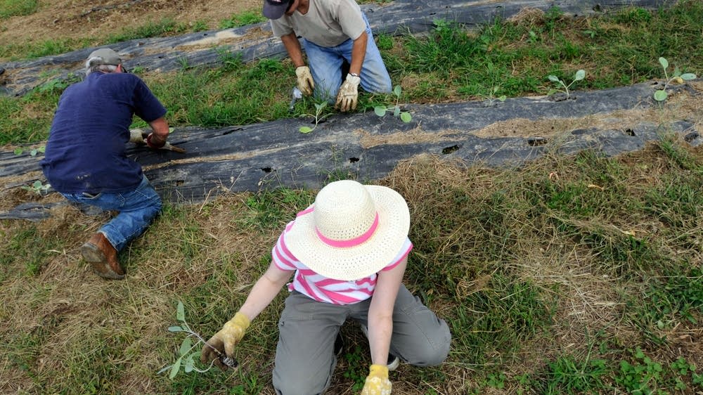 10 ways to prepare your garden for winter MPR News