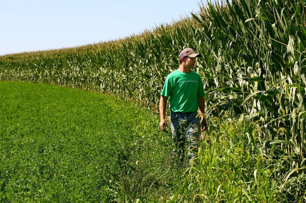 For Minn. corn farmers, a patchwork of lean vs. plenty MPR News