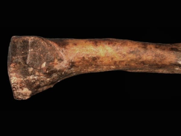 Coffee Break: Seasoned artists for National Fossil Day