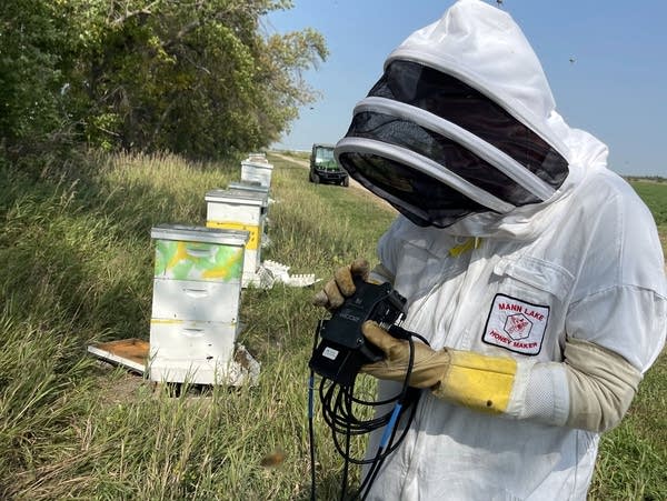 Minnesota composer finds insects make bee-autiful music
