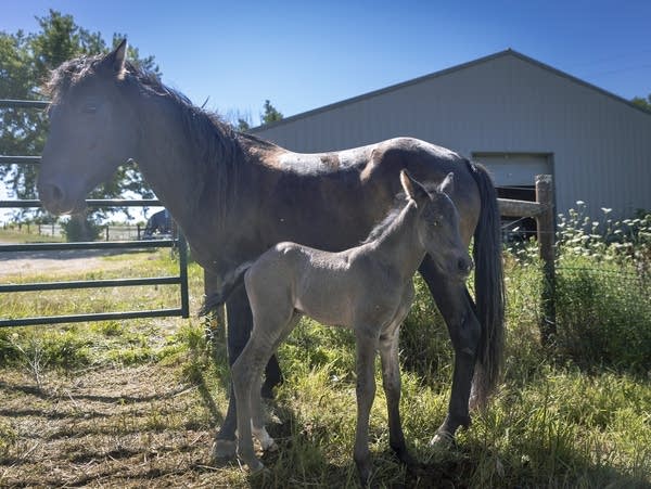 A rare Ojibwe Horse foal named Animikii