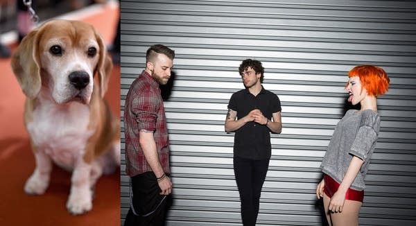 Small dog and Paramore