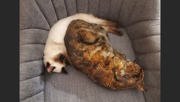 Two cats (Prof. Bananas and kitten Bingo) asleep snuggling on chair