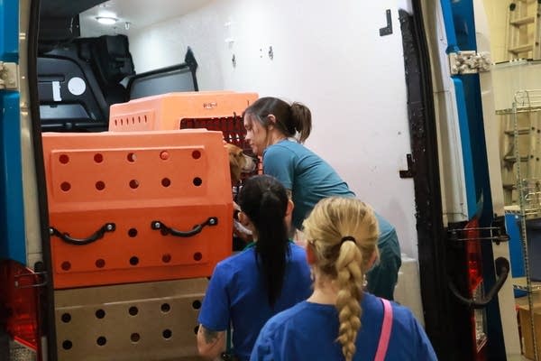 people unload dogs from crates