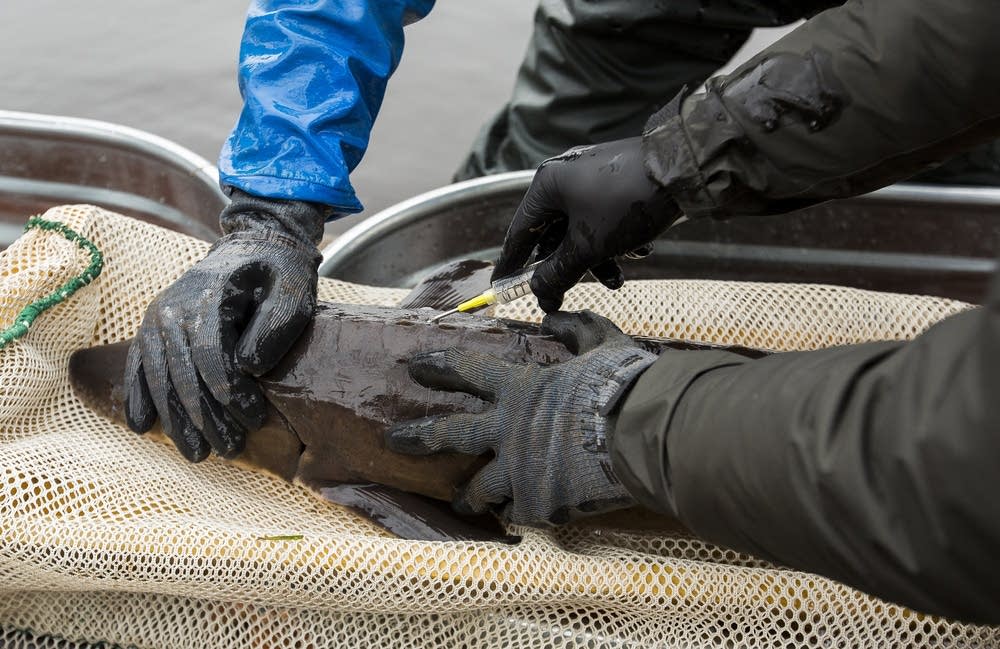 DNR fisheries staff implant a PIT tag.