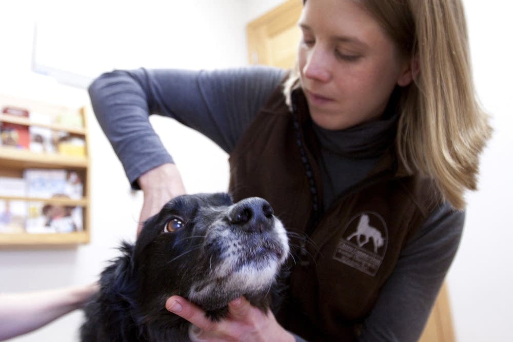 Animal chiropractor