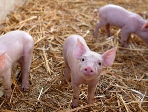 Three Little Pigs