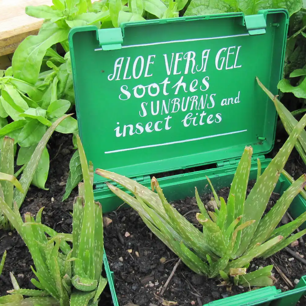 Is there actually aloe vera in your aloe vera gel?