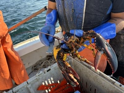 A person holds a lobster.