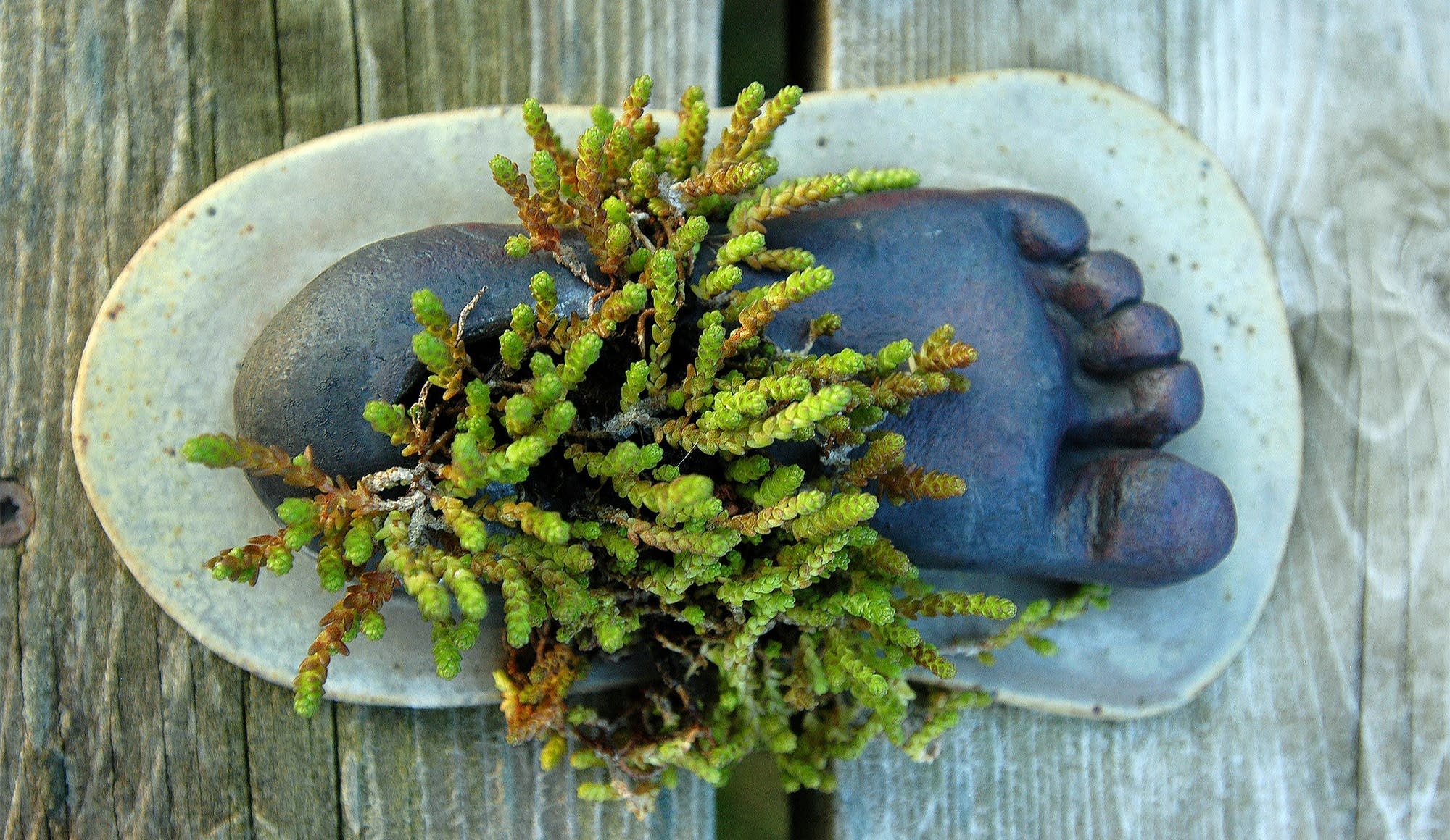 There are small surprises in Crust's plantings, like this foot casting.