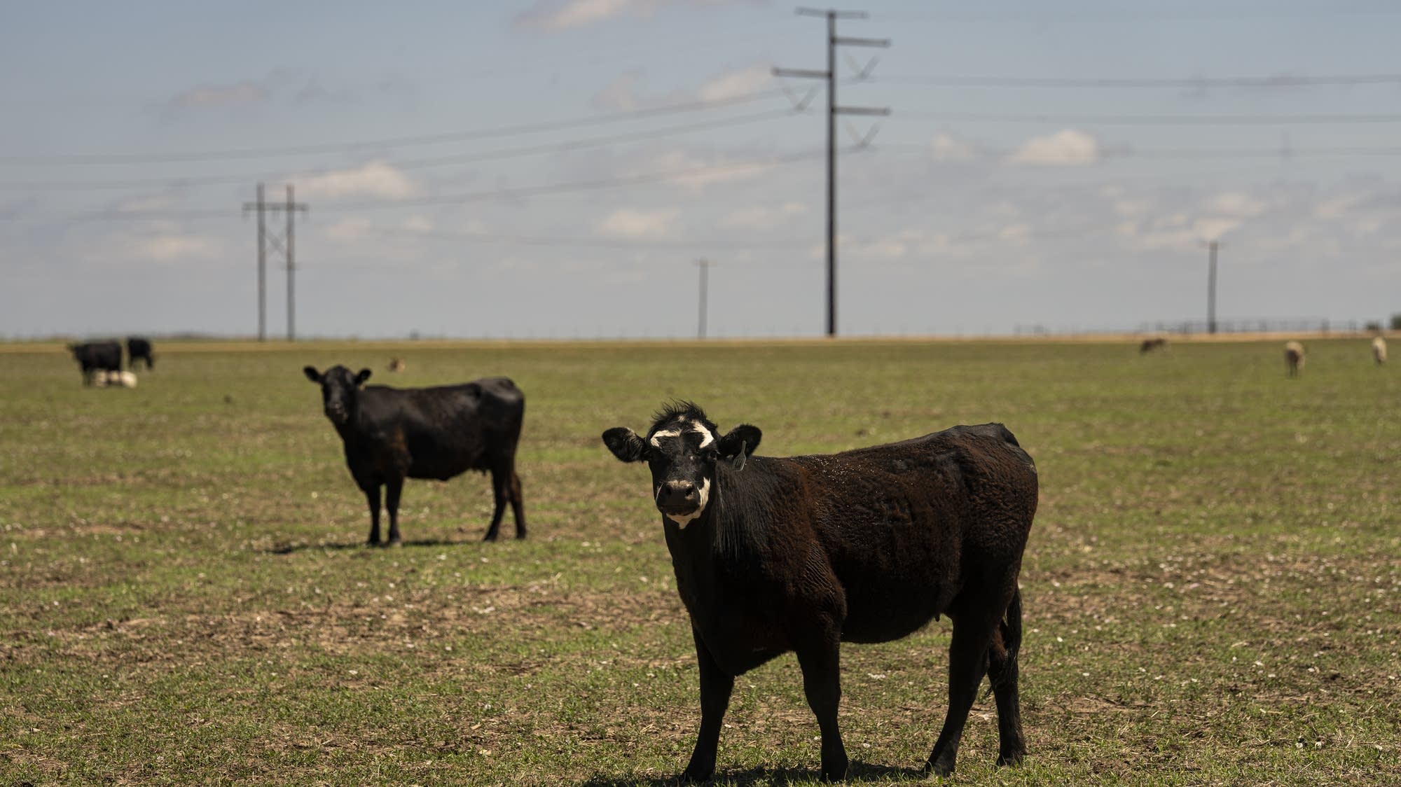 Will importing beef help bring down prices?