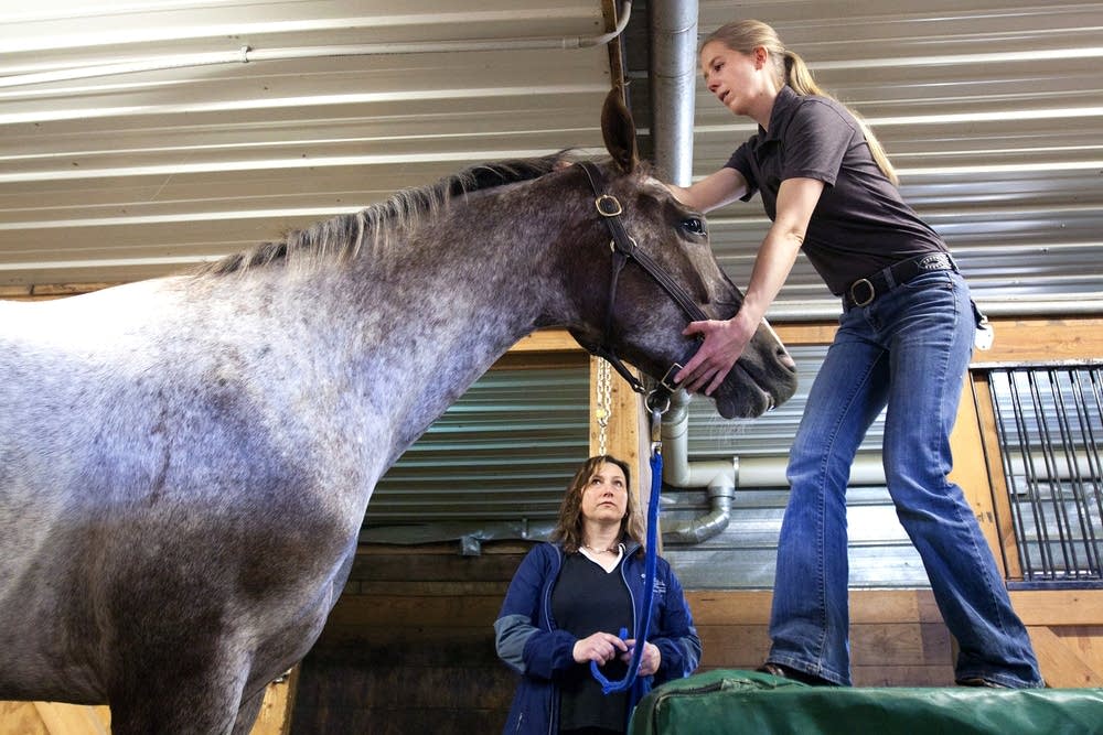 Animal chiropractor