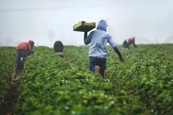A worker carries a crate through a farm field.