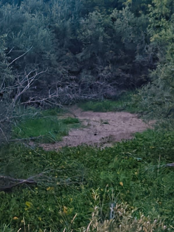 Brown spot in forest